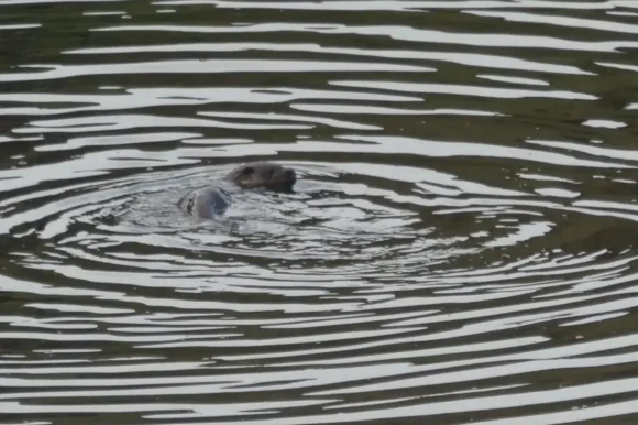 Otter swimming in front of the chalet
