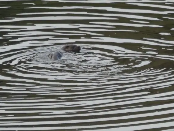 Otters swimming in the loch in front of the chalet