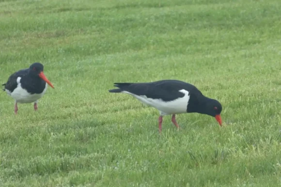 Oyster catchers foraging for foor in the grass in front of the Causeway chalet